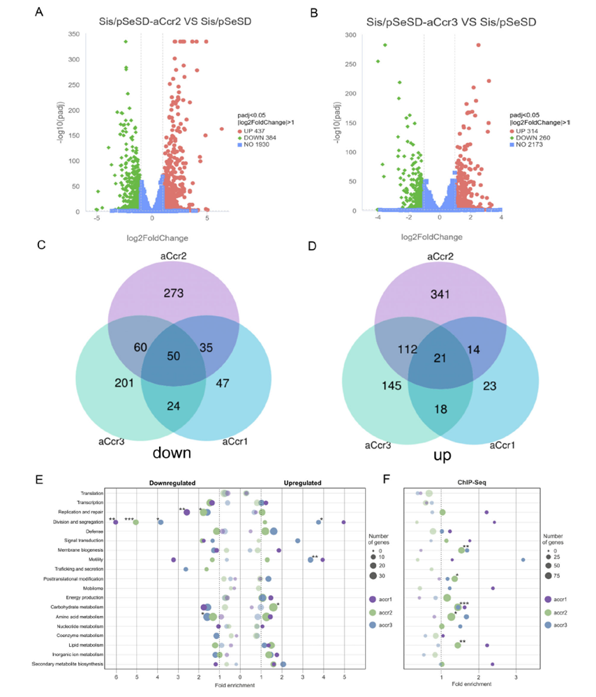 Comparative transcriptomic and functional enrichment analysis of the three aCcr proteins