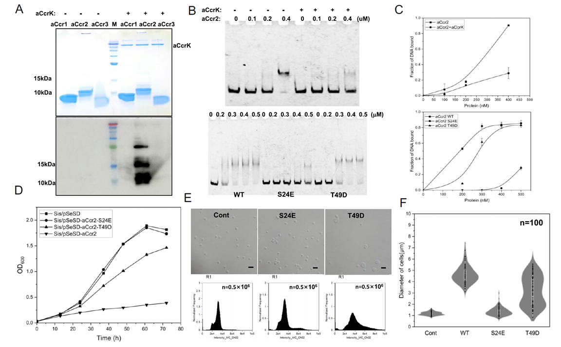 aCcr2's DNA-binding activity is regulated by aCcrK-mediated phosphorylation
