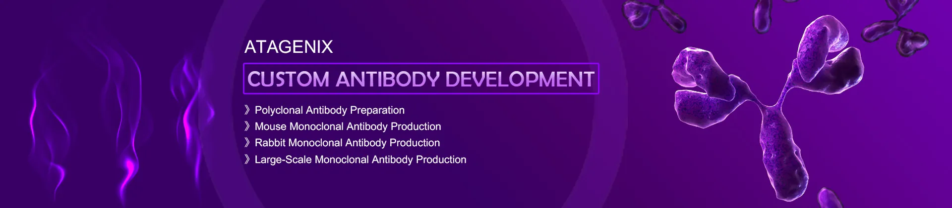 Custom Antibody Development