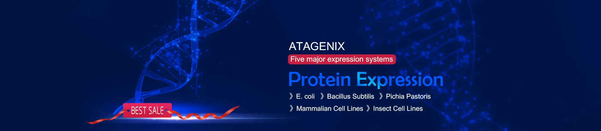 Protein Expression