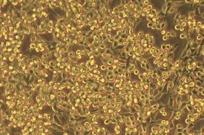 Stable Cell Line