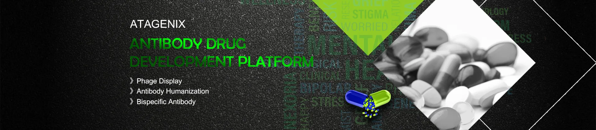 ANTIBODY DRUG  DEVELOPMENT PLATFORM