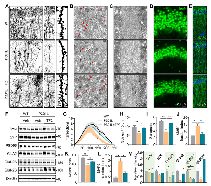 TP2 treatment rescues neuronal morphology, synaptic integrity, and cytoskeletal structure in P301L mice