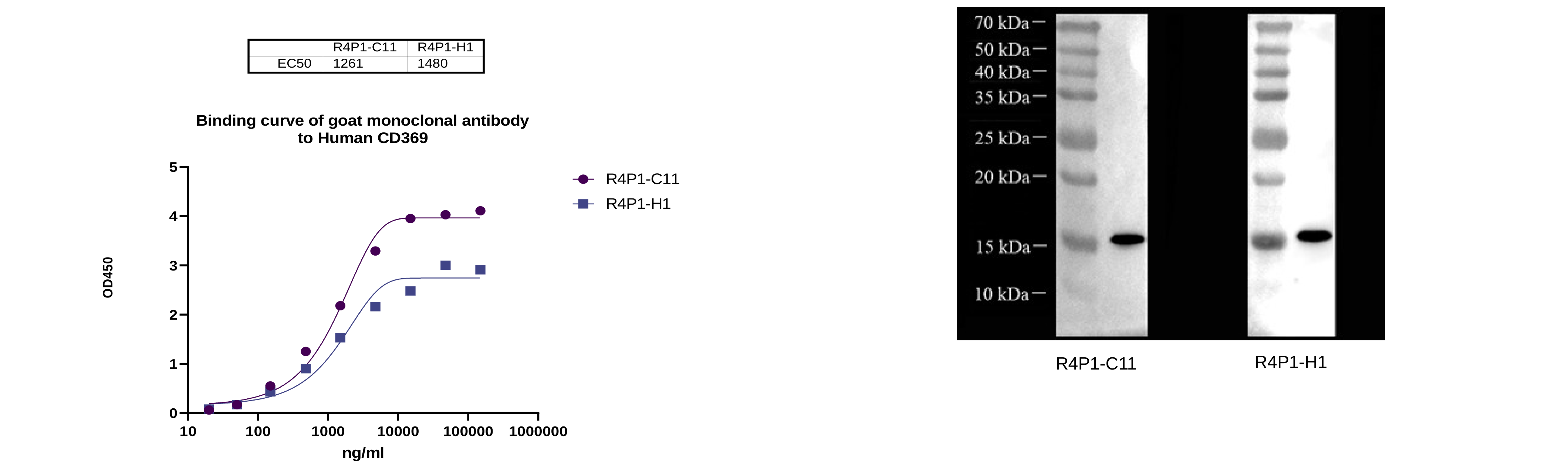 CD369 binding curve