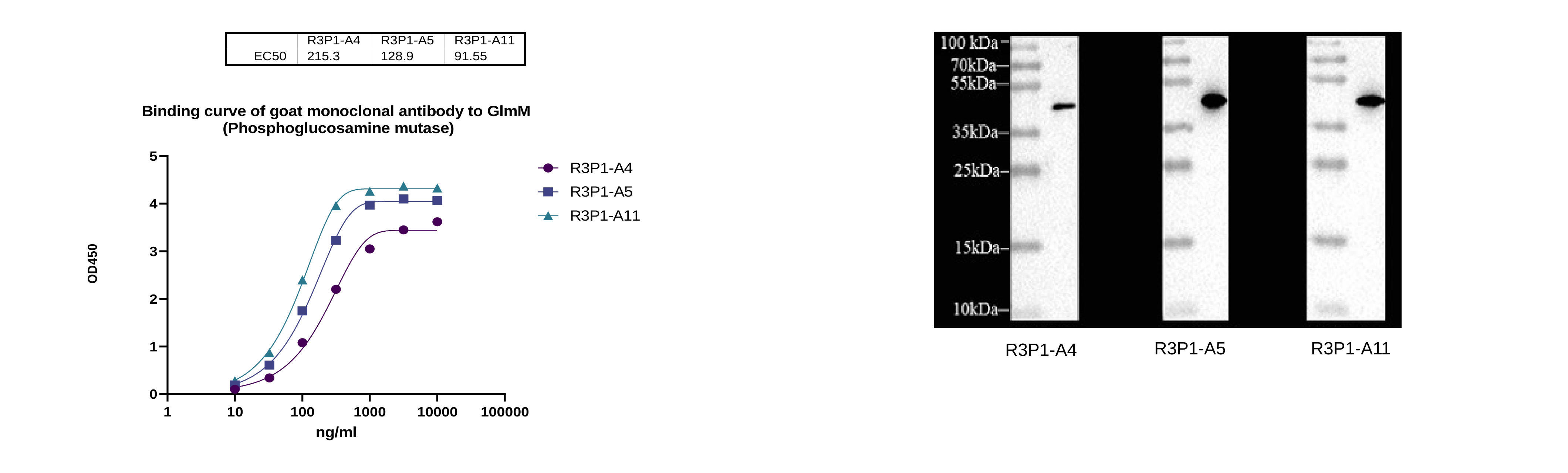 GlmM binding curve