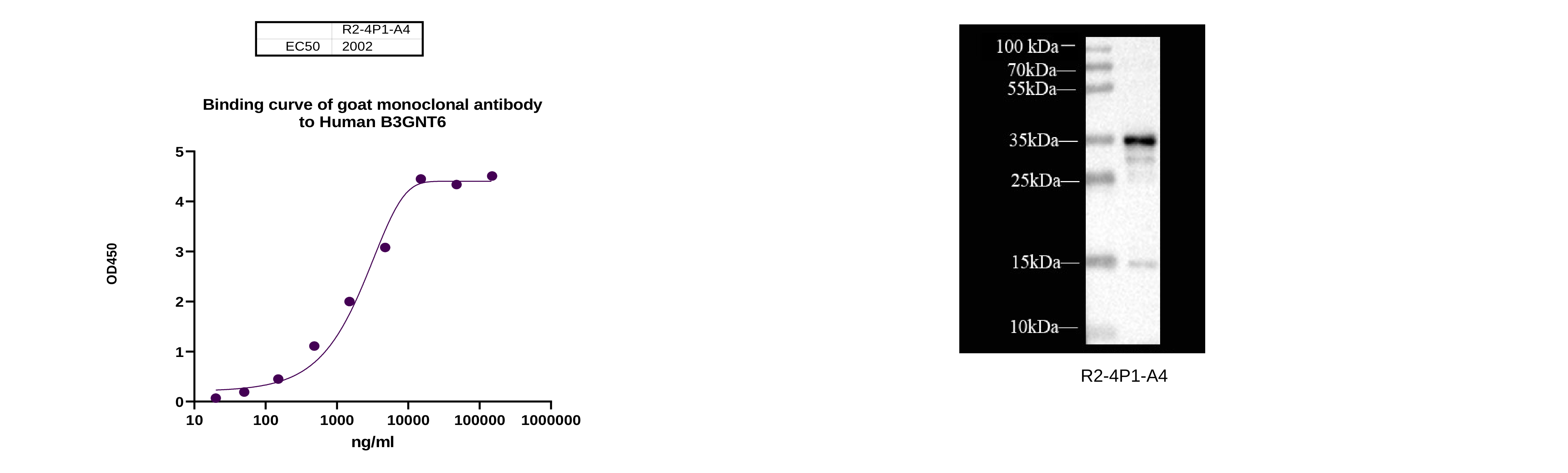 B3GNT6 binding curve